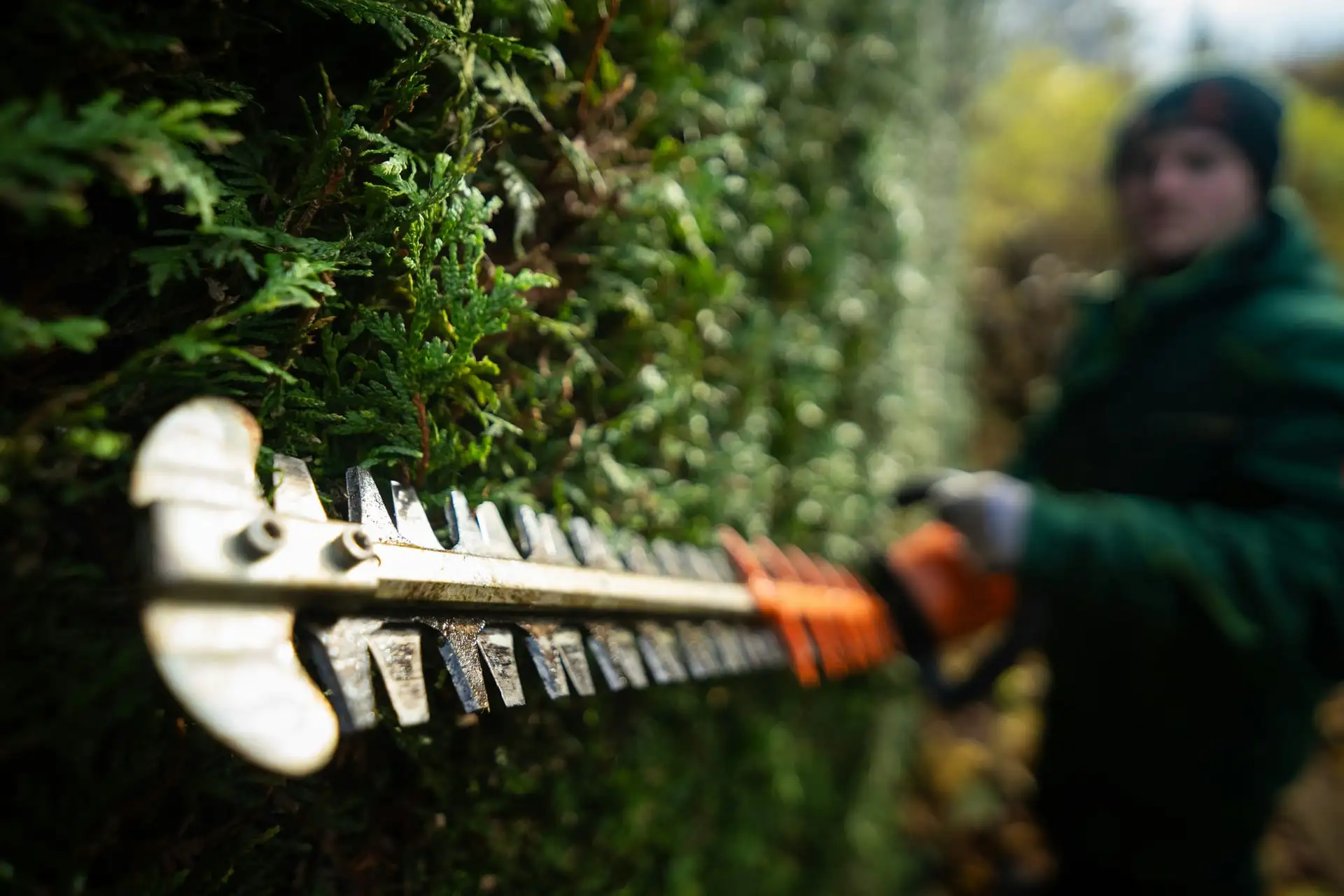 Hedge & Shrub Trimming